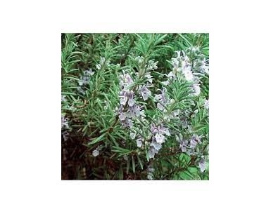 comprar aceite de romero