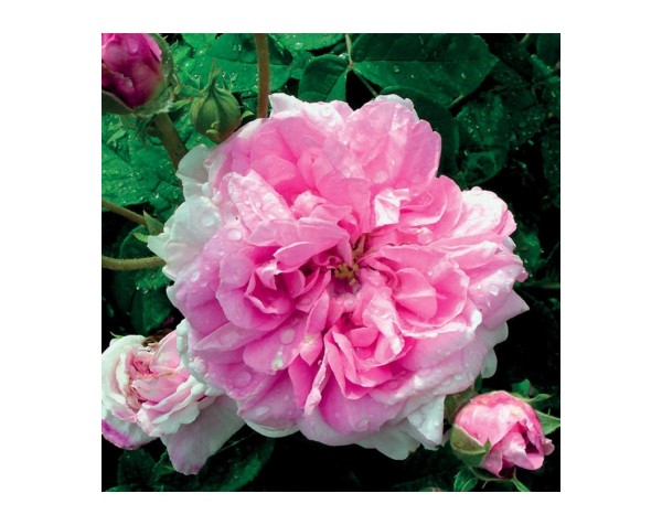 Rosa Damascena Rosa Damascena