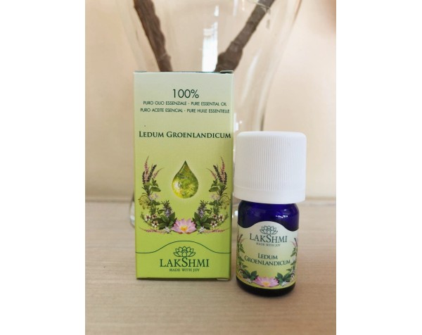 Té de Labrador Té de Labrador