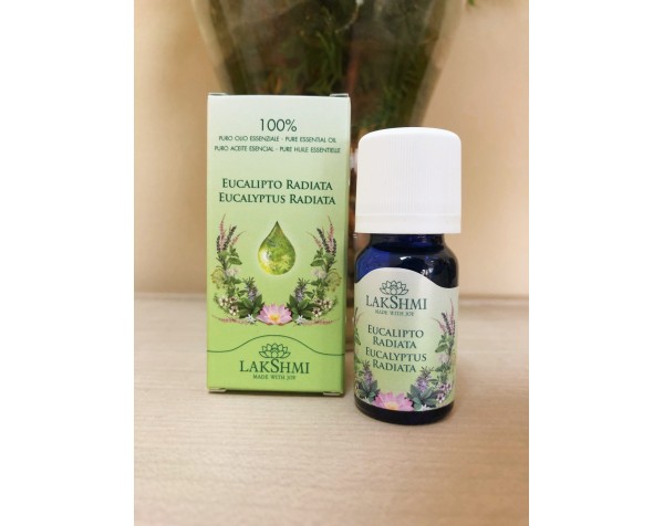 eucalipto radiata eucalipto radiata