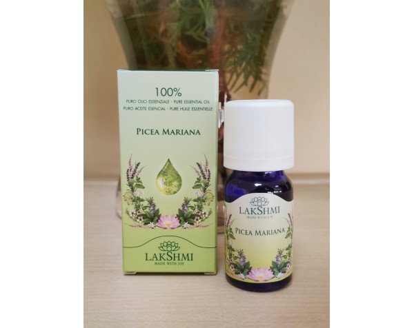 abeto negro propiedades abeto negro propiedades